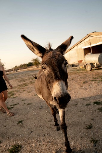 Tiny Houses (France, Espinasse-Vozelle, Auvergne-Rhône-Alpes)