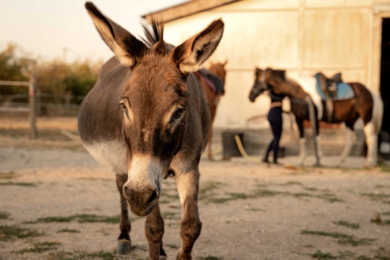 Tiny Houses (France, Espinasse-Vozelle, Auvergne-Rhône-Alpes)