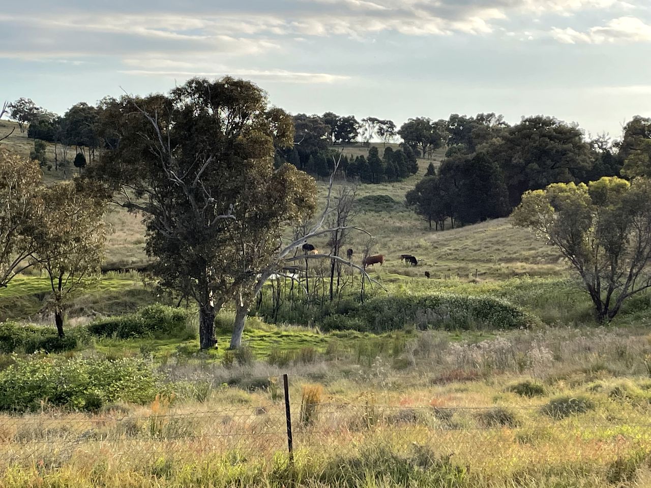 Tranquil, Pet-Friendly Tiny Home Perfect for Couples Glamping in Ulamambri, Australia