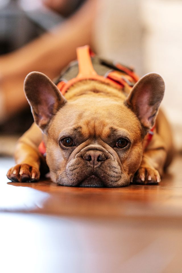 Cozy Pet-Friendly Cabin by the Water at Rockybound Pond for a Memorable Family Adventure in Croydon, New Hampshire