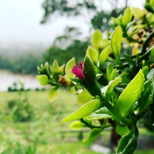 Tiny Houses (Australia, Grose Vale, New South Wales)