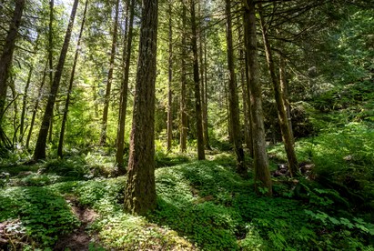 Unique Cabin Rental Nestled in Four Acres of Forest in Rhododendron, Oregon photo 3
