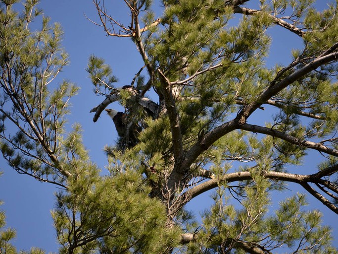 Cabins (Woodruff, Wisconsin, United States)