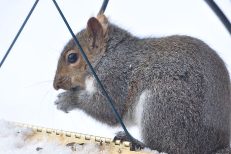 Nature Lodges (St. Johnsville, New York, United States)
