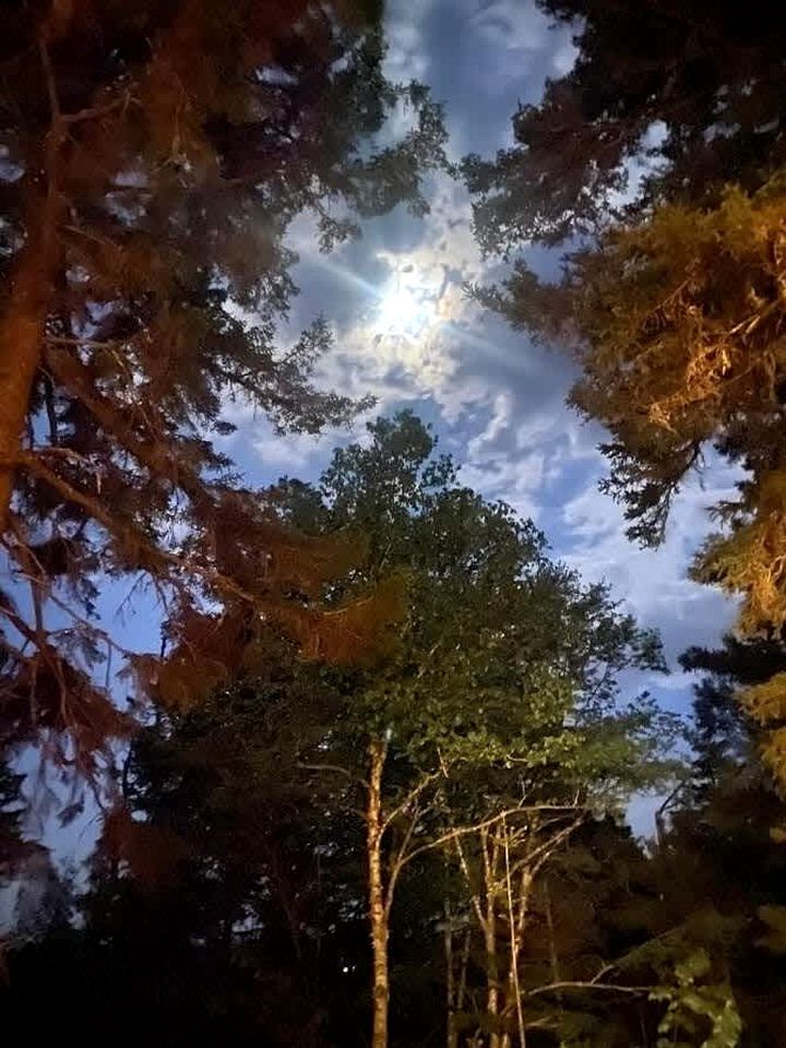 Beautiful Log Cabin Surrounded by Trees by Saltwater Tidal Cove for a Peaceful Getaway in Sullivan, Maine