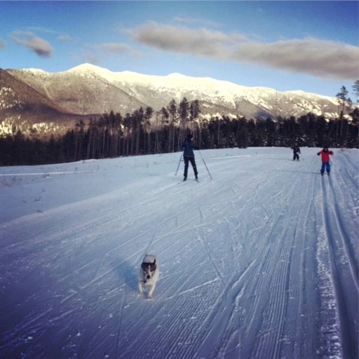 Log Cabins (United States of America, West Glacier, Montana)