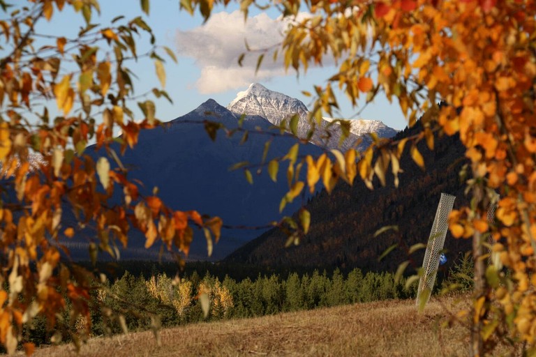 Log Cabins (United States of America, West Glacier, Montana)