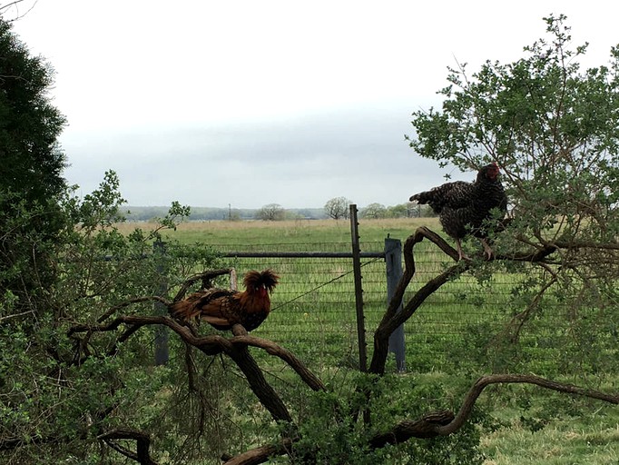 Cabins (Floresville, Texas, United States)