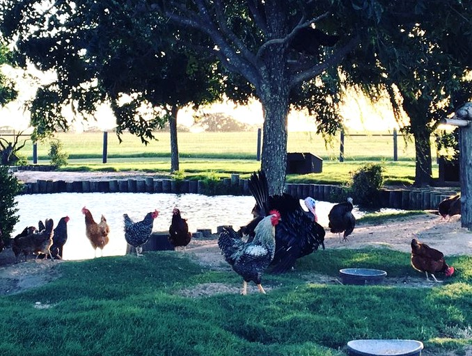 Cottages (Floresville, Texas, United States)