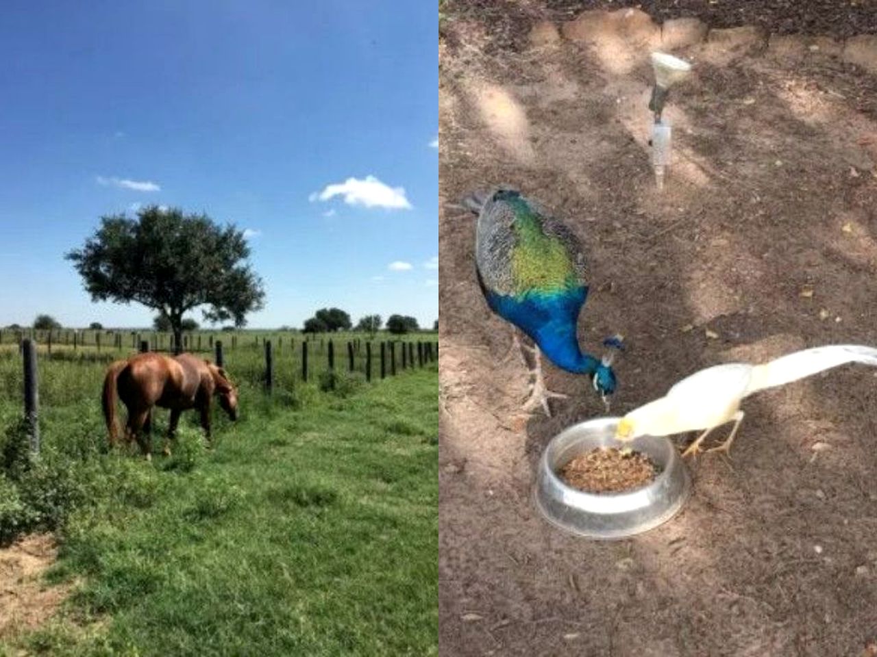 Unique Farm-Stay Cabin on Idyllic Pastureland in Wilson County, Texas