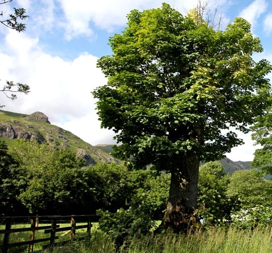 Yurts (Ambleside, England, United Kingdom)