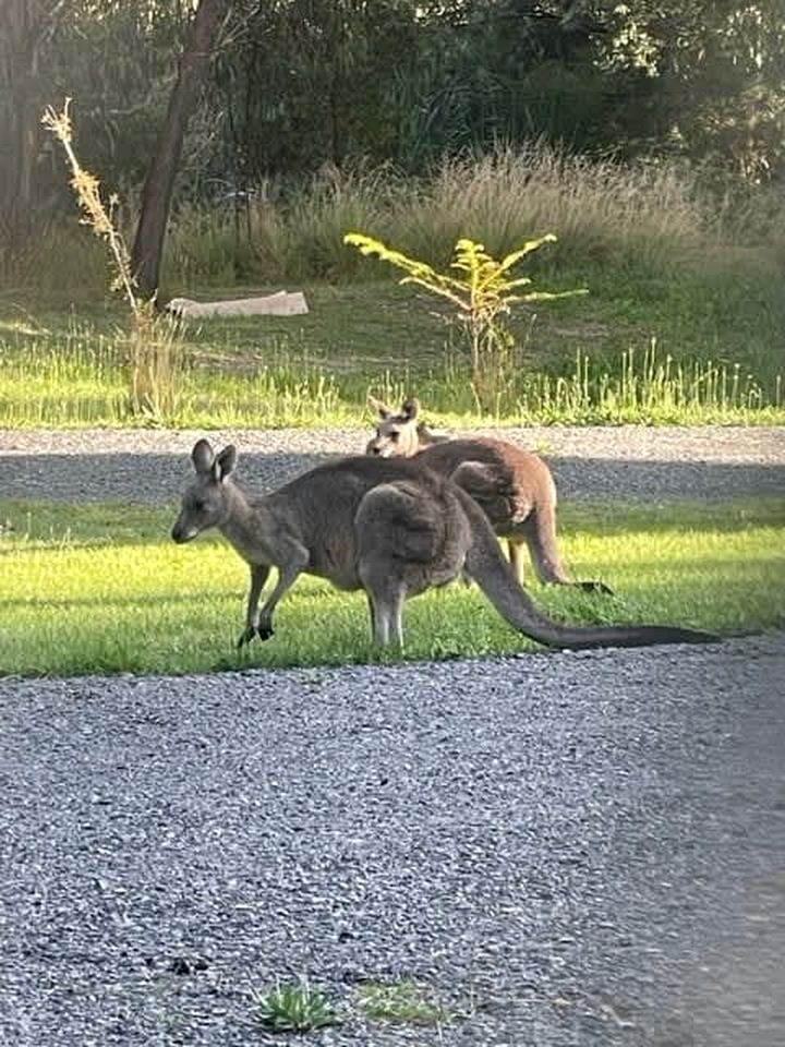 Comfy Tiny House Surrounded by Nature in Victoria