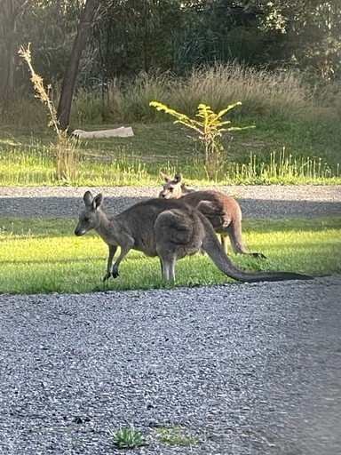 Tiny Houses (Australia, Daylesford, Victoria)