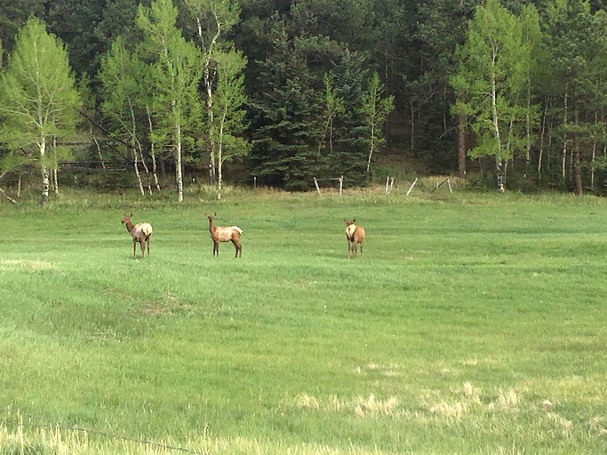 Cabins (Bailey, Colorado, United States)