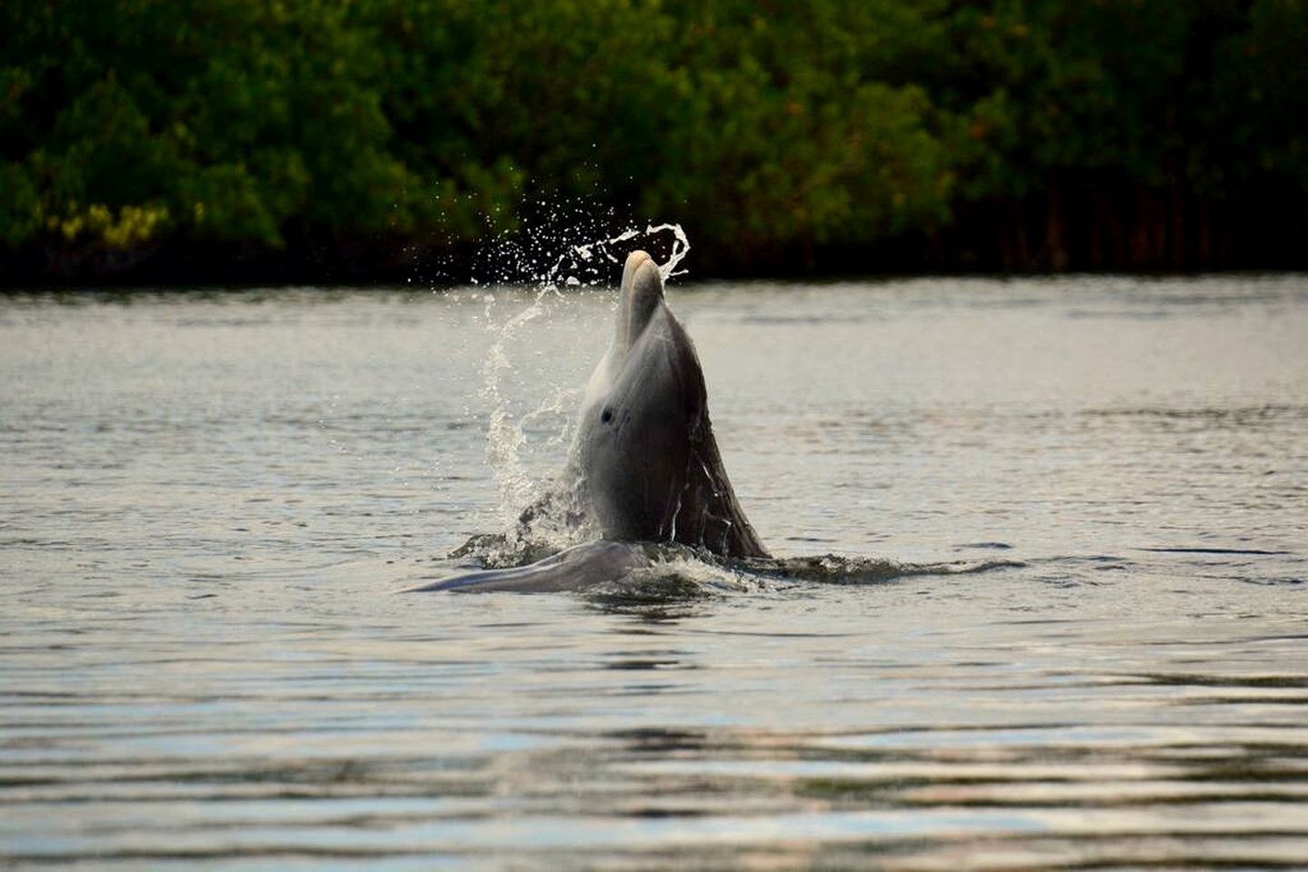 Pet-Friendly Family Beach House with Gulf Views & Private Dock Slip near Little Gasparilla Island, Florida