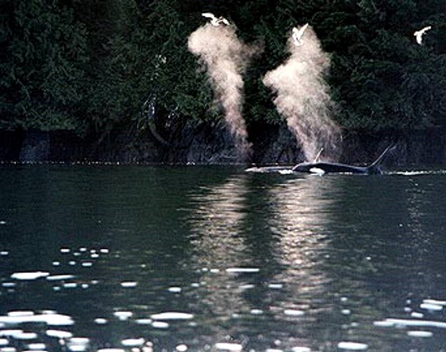 Vacation Rentals (Ucluelet, British Columbia, Canada)