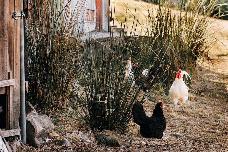 Tiny Houses (Australia, Ellendale, Tasmania)