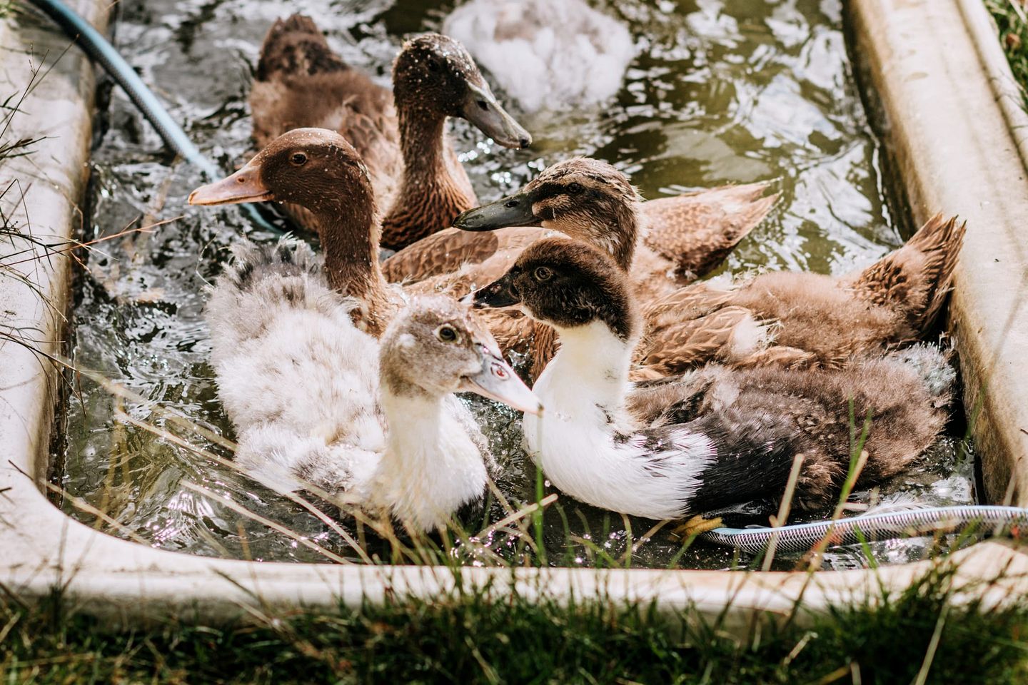 Lovely Tiny House Perfect for Outdoor and Water Activities with Firepit and Barbecue in Tasmania, Australia