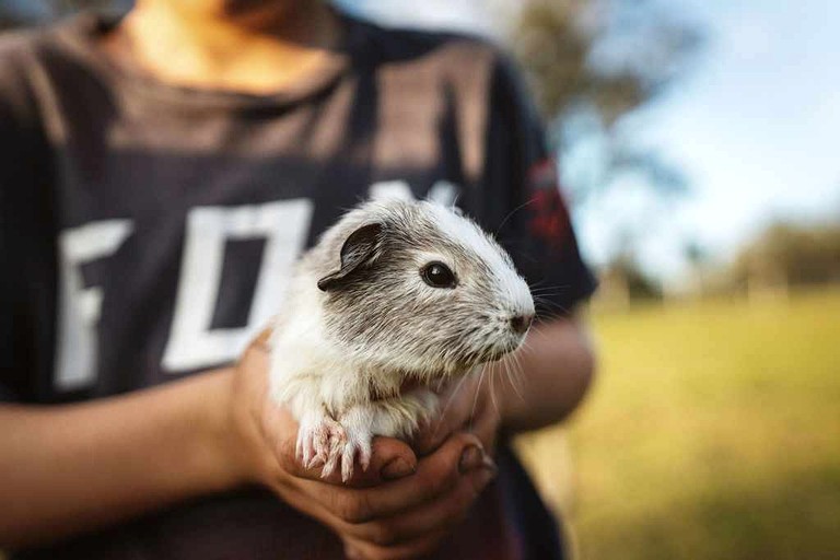 Tiny Houses (Australia, Wongawallan, Queensland)