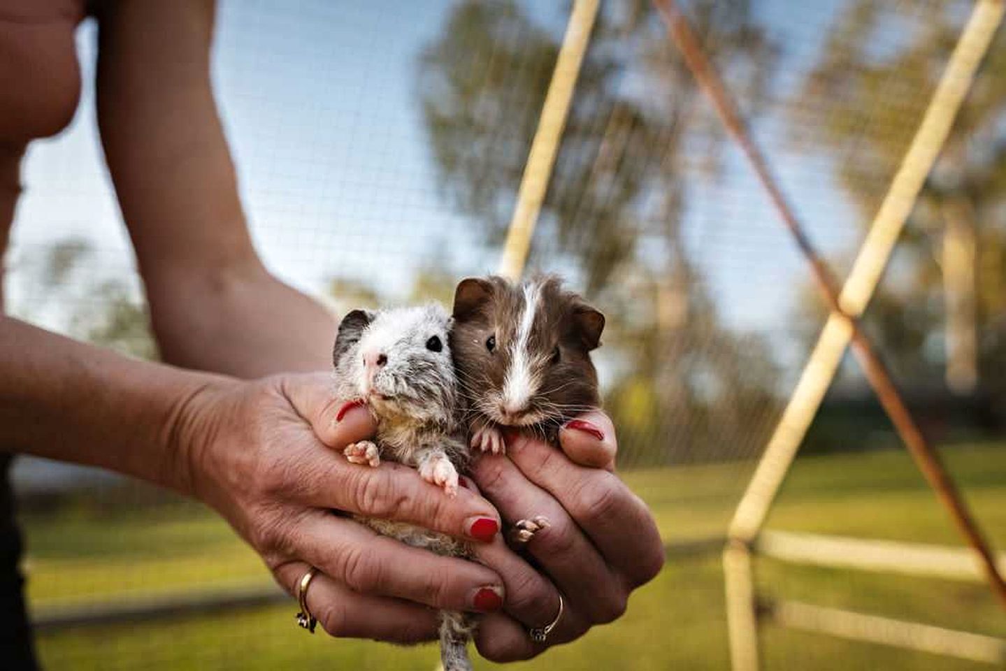 Lovely Tiny House in Wongawallan, Queensland
