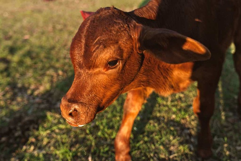Tiny Houses (Australia, Wongawallan, Queensland)