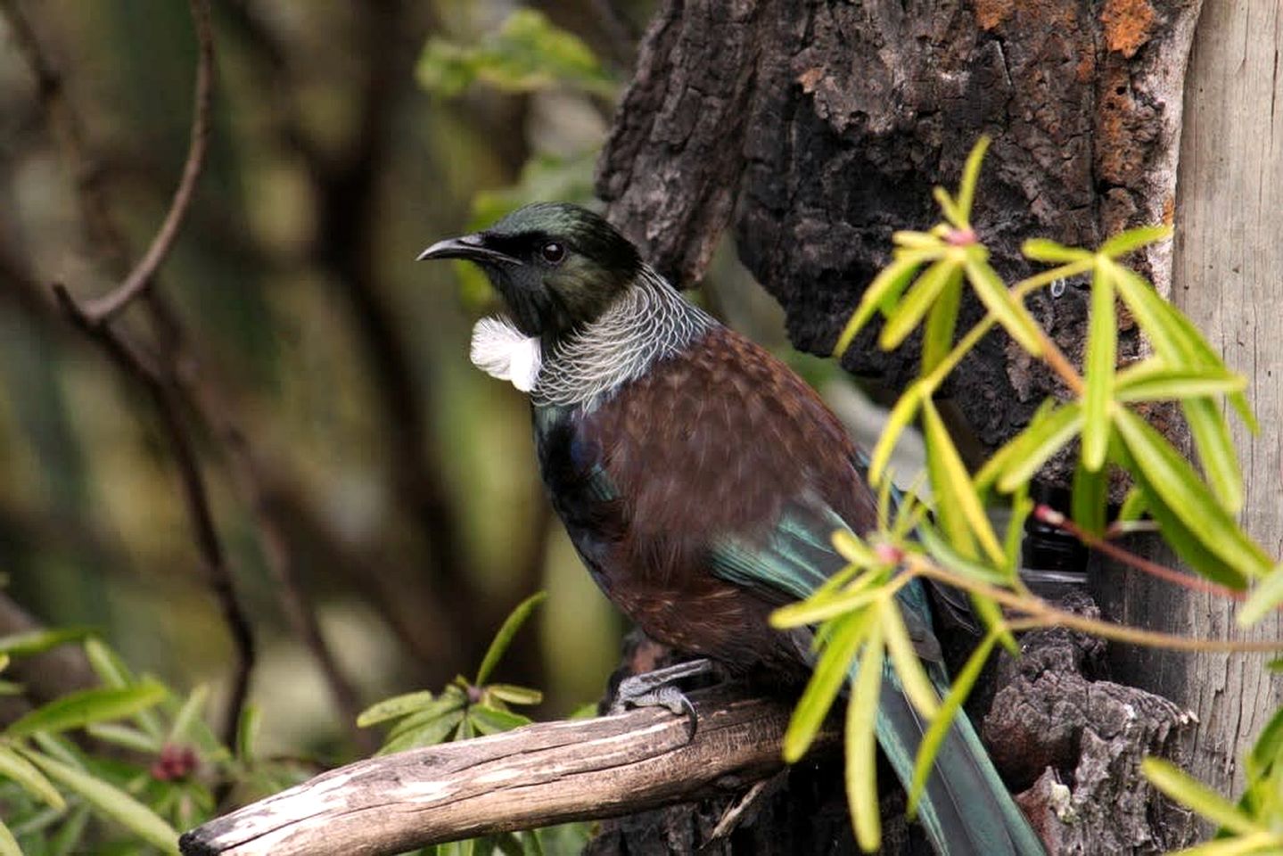 Luminous Serene Tiny House with Hot-Tub and Beautiful Wildlife in Owaka, South Island
