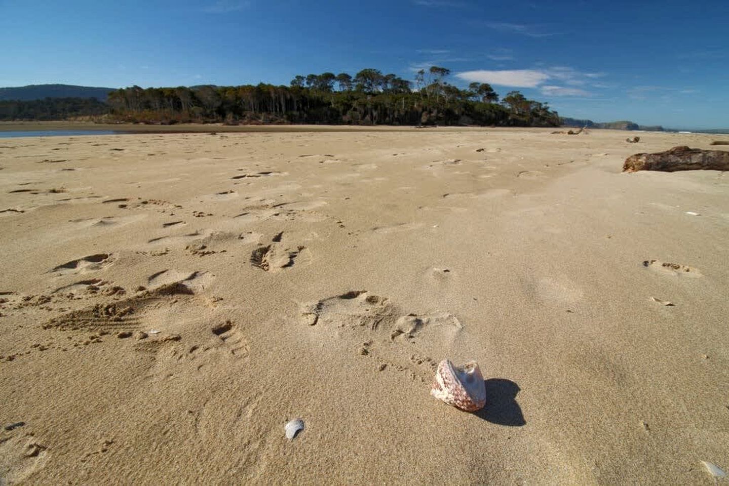 Luminous Serene Tiny House with Hot-Tub and Beautiful Wildlife in Owaka, South Island