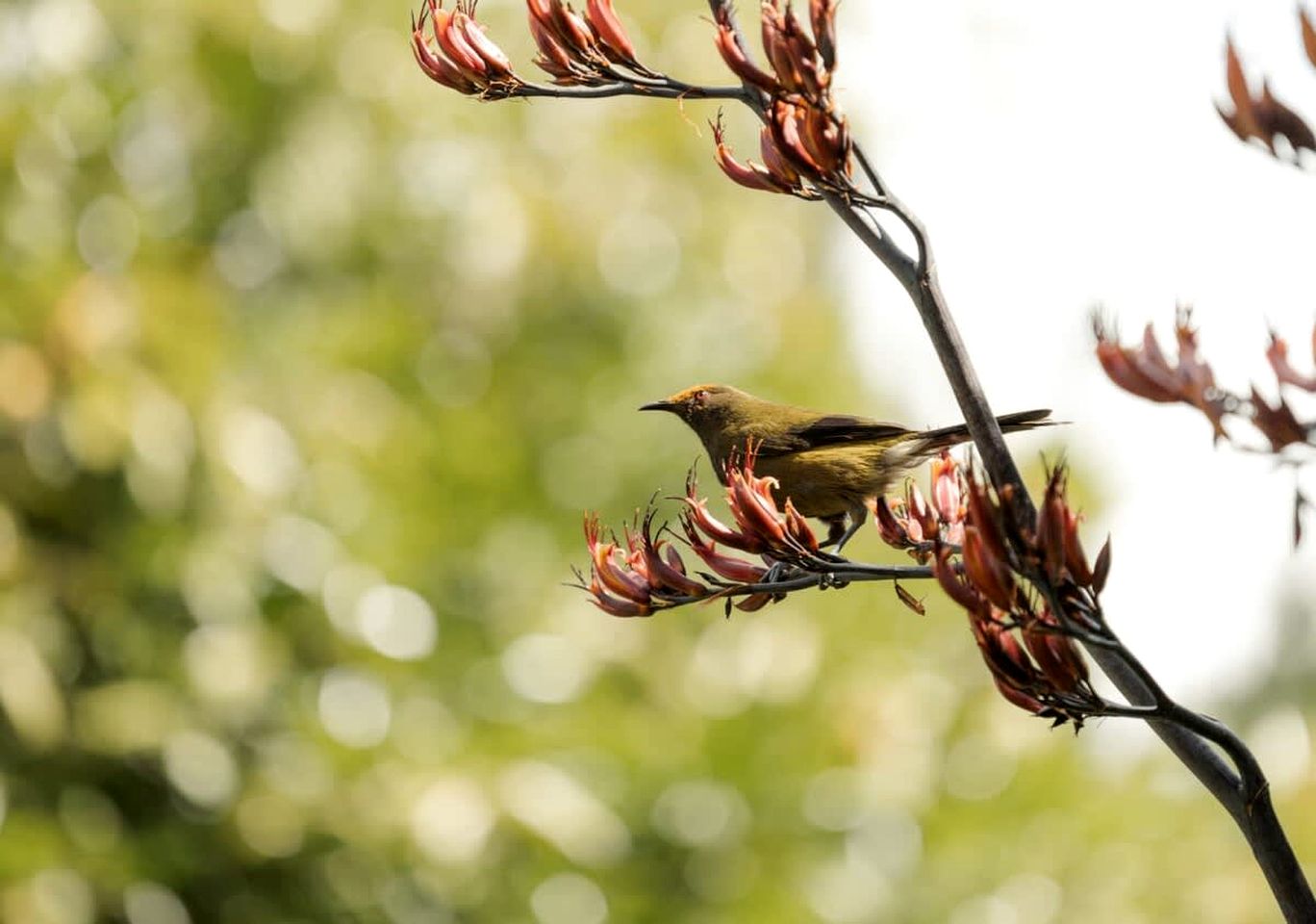 Luminous Serene Tiny House with Hot-Tub and Beautiful Wildlife in Owaka, South Island