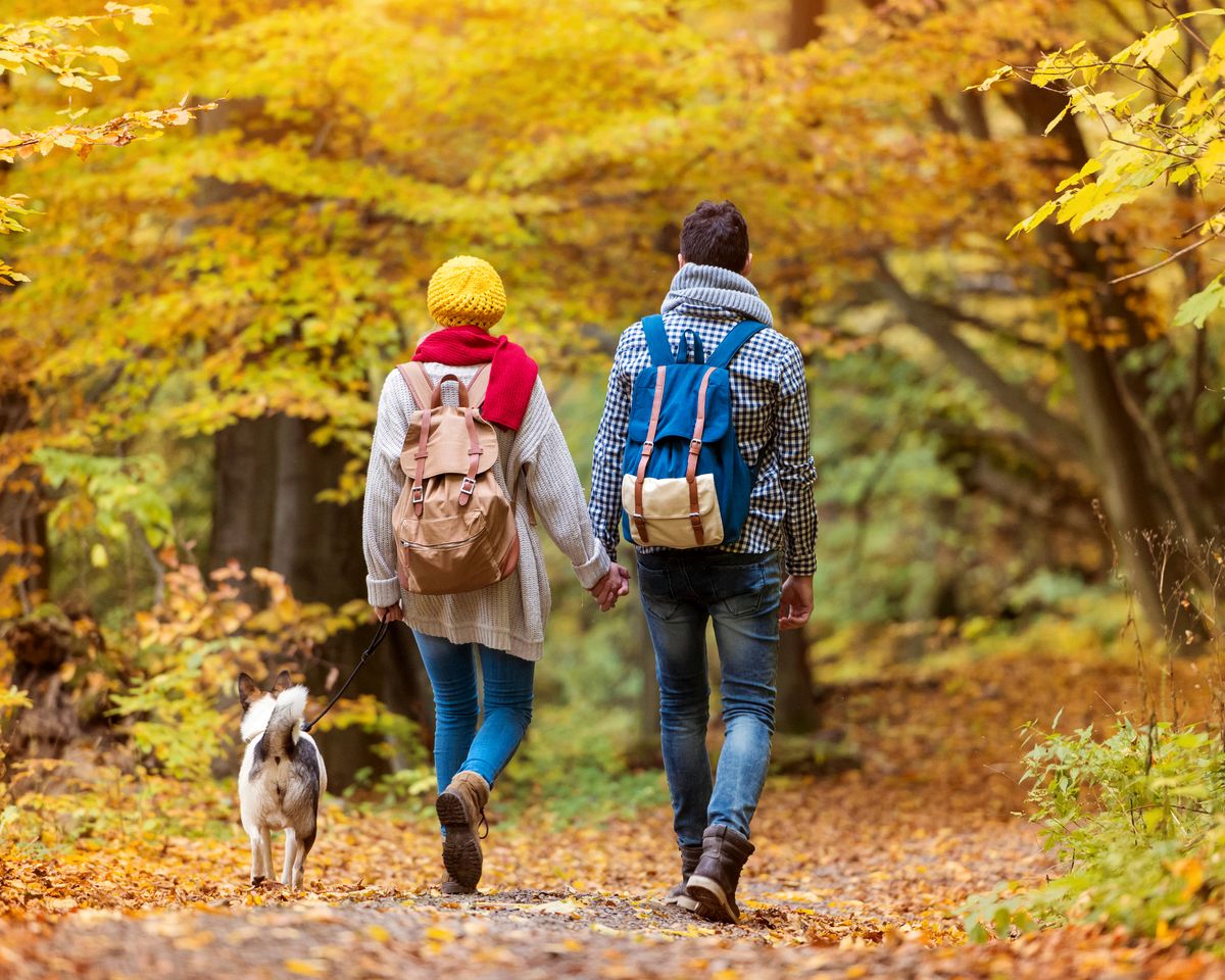 Luxurious Dog-Friendly Cabin with Fireplace, Surrounded by Forest for a Cozy Couples Getaway in the Mountains in North Carolina