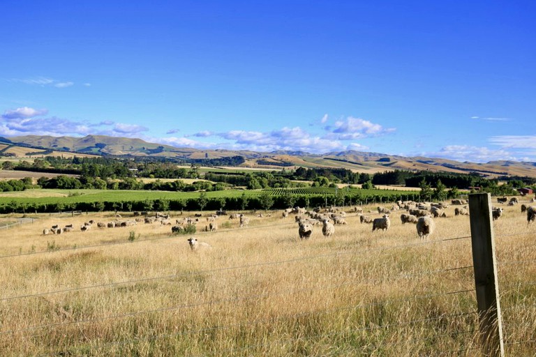 Pods (Waipara, South Island, New Zealand)