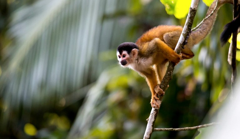 Nature Lodges (Puerto Jiménez, Puntarenas, Costa Rica)