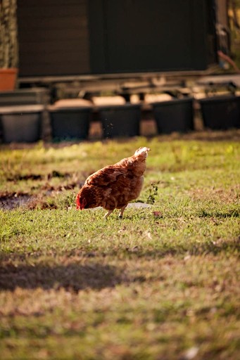 Tiny Houses (Australia, Jimboomba, Queensland)