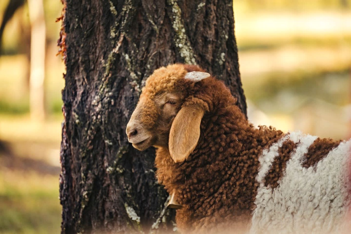 Luxurious Tiny House Loft Surrounded by Plenty of Wildlife and Near the Coast in Queensland, Australia