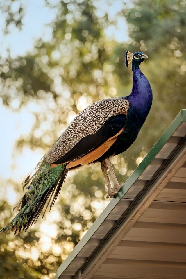 Luxurious Tiny House Loft Surrounded by Plenty of Wildlife and Near the Coast in Queensland, Australia