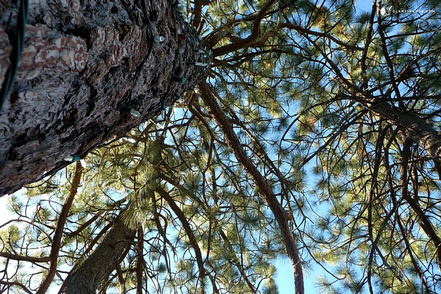 Tree House in Julian, California