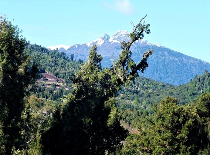 Yurts (Puyehue, Los Lagos, Chile)