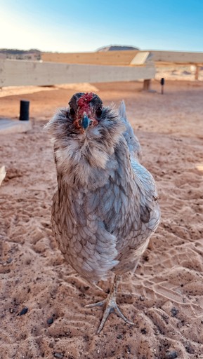 Vacation Rentals (United States of America, Monticello, Utah)