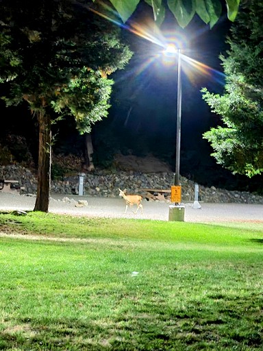 Vacation Rentals (United States of America, Big Flat, California)