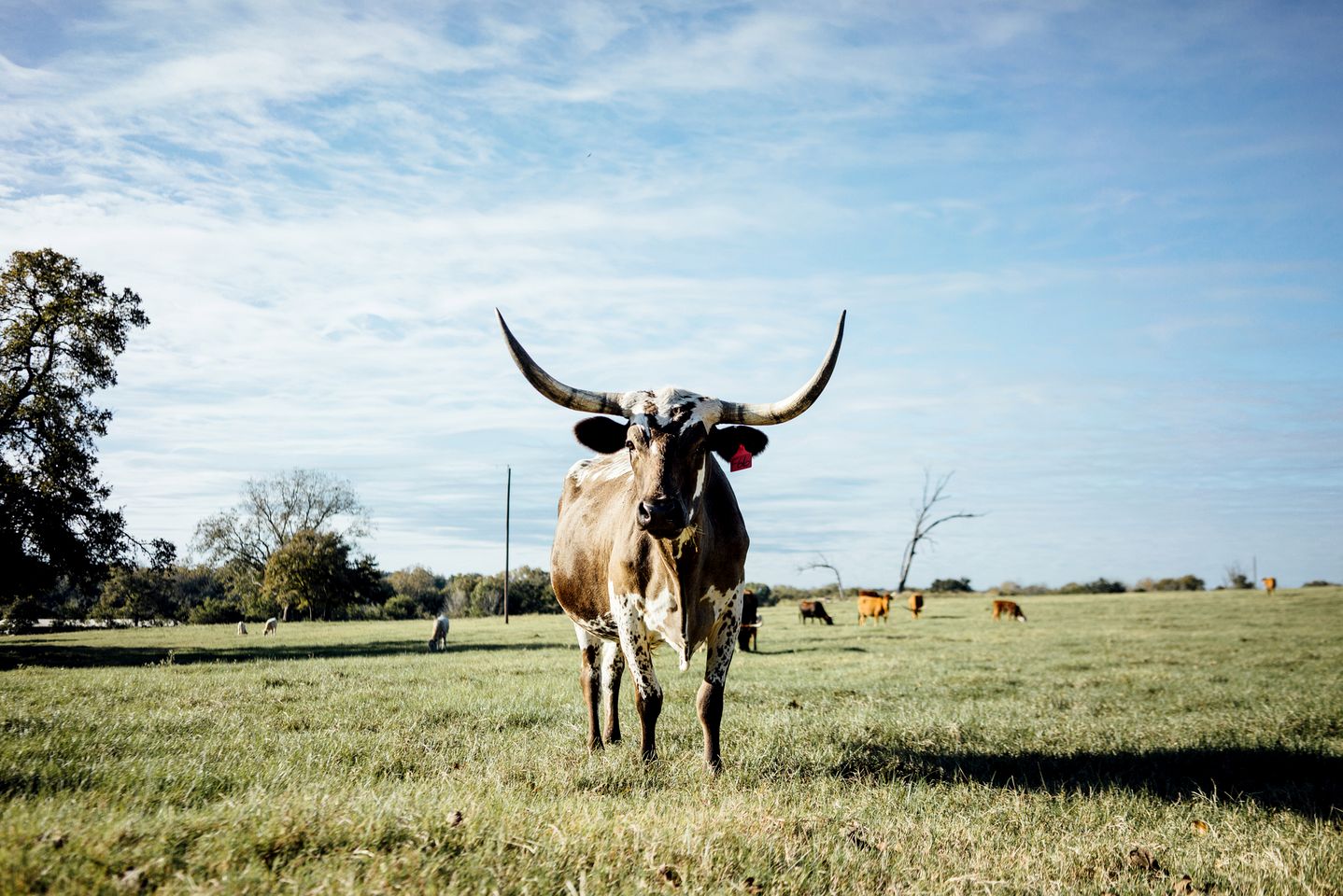 Spacious Luxury Getaway at Restored Ranch Cabin Rental near Austin, Texas