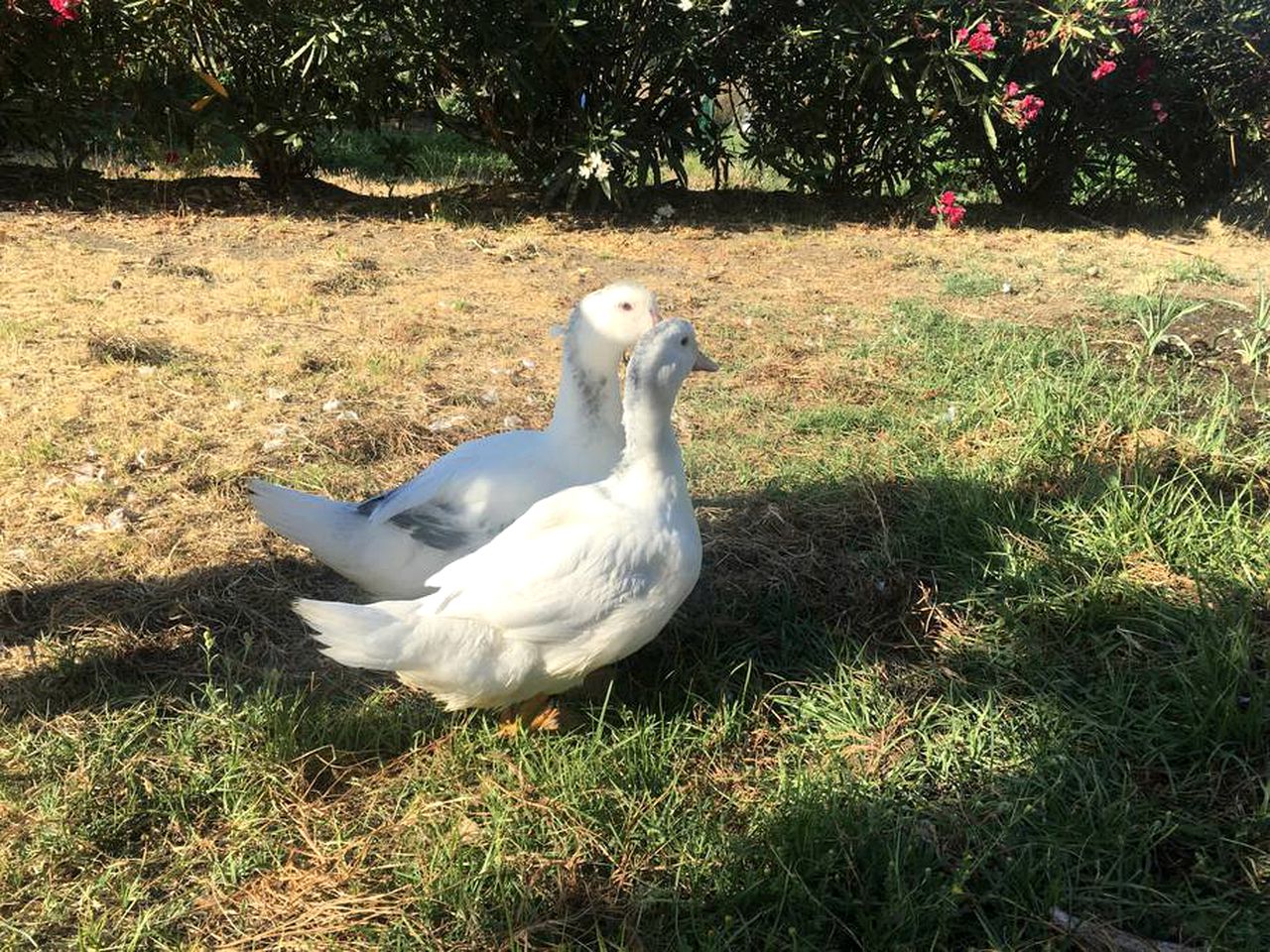 Luxury Dome Rental with Stunning Mountain Views for a Glamping Getaway near Malaga, Spain