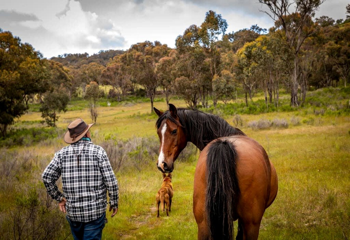 Classy Tiny House on an Alpaca Farm in Windeyer Ideal for Luxury Glamping, NSW