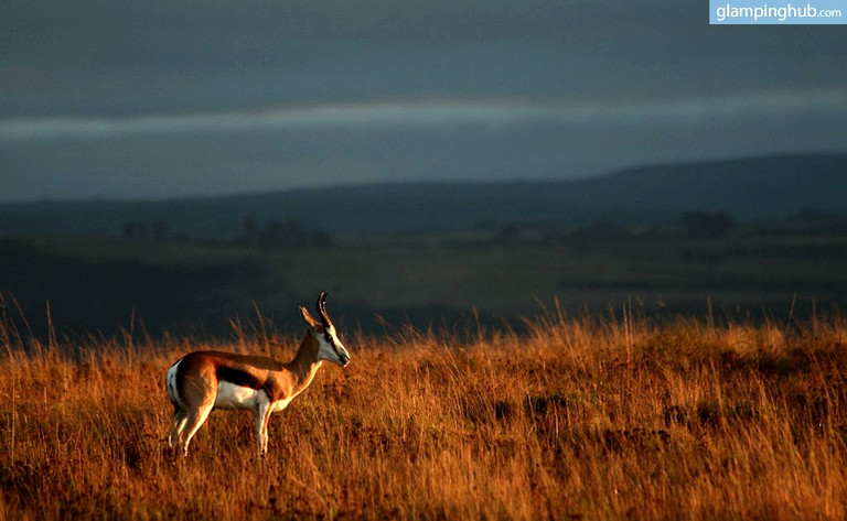 Safari Tents (Paterson, Eastern Cape, South Africa)