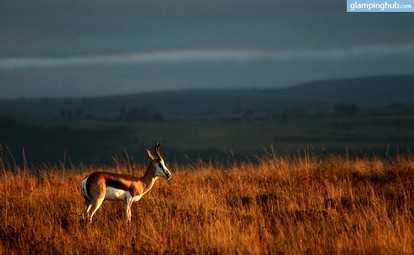 Luxury Safari Tent Surrounded By Nature In South Africa photo 4