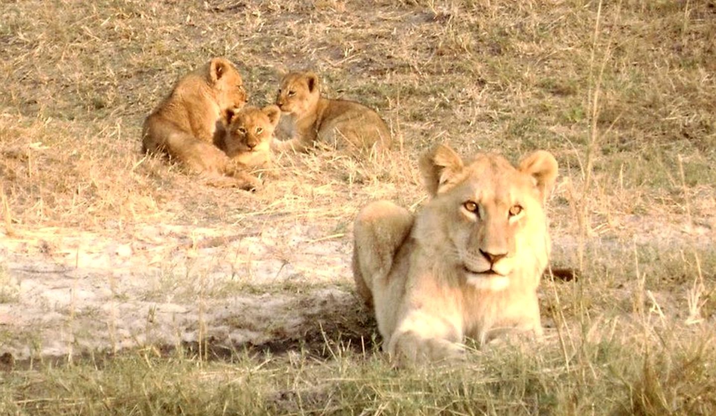 Luxury Safari Tents in the Xakanaxa Region of Botswana