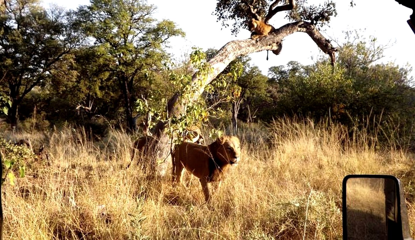 Luxury Safari Tents in the Xakanaxa Region of Botswana