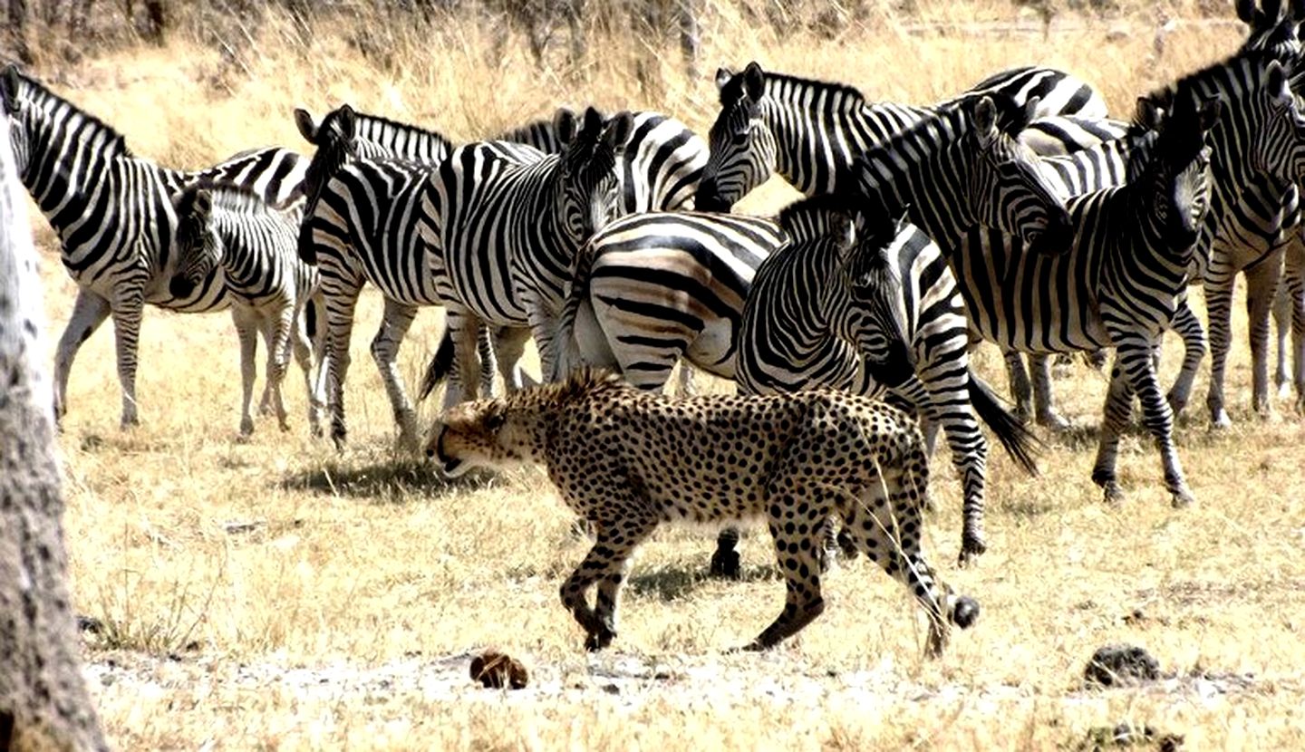 Luxury Safari Tents in the Xakanaxa Region of Botswana