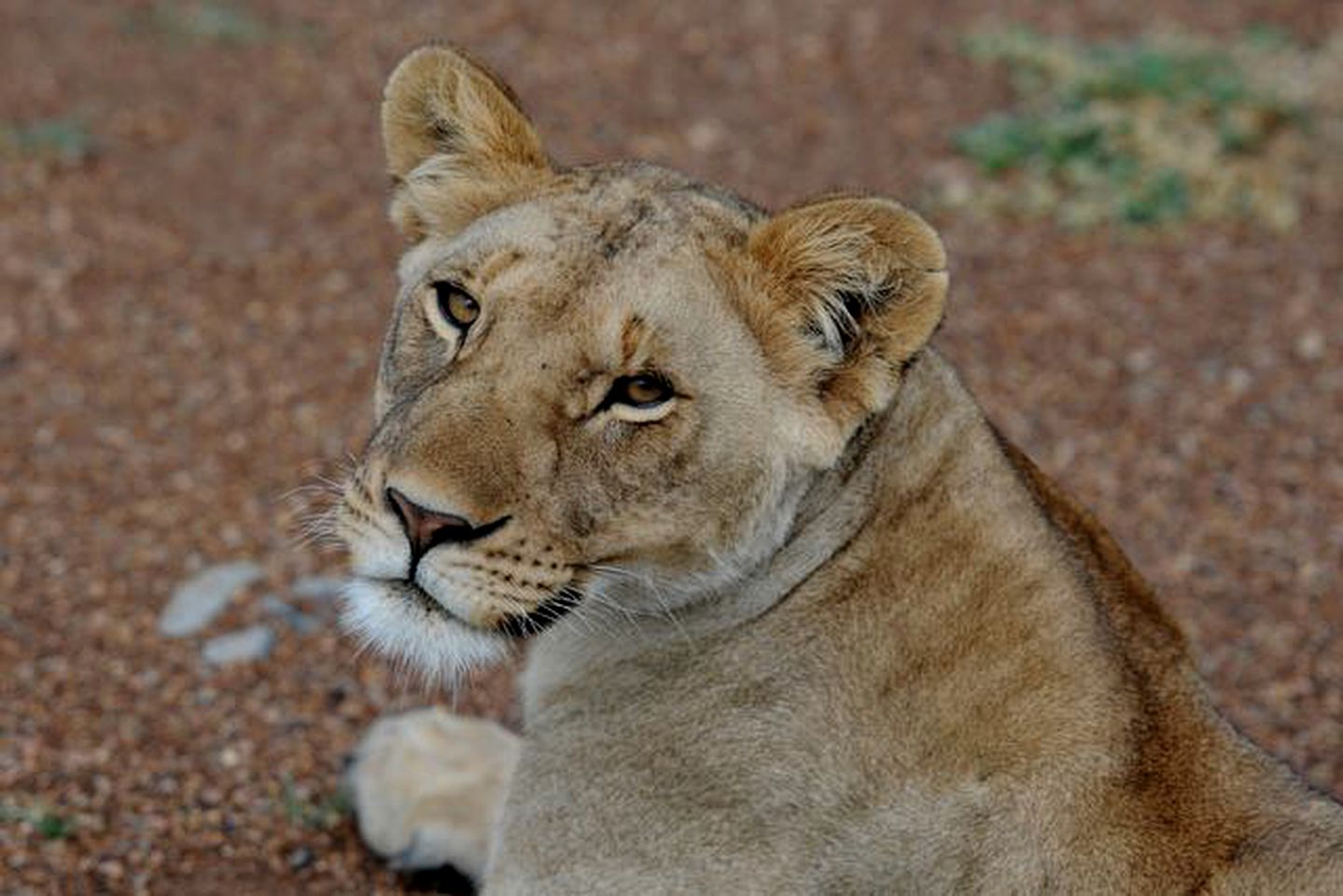 Luxury Safari Tents Overlooking the Stunning views of Maasai Mara Game Reserve