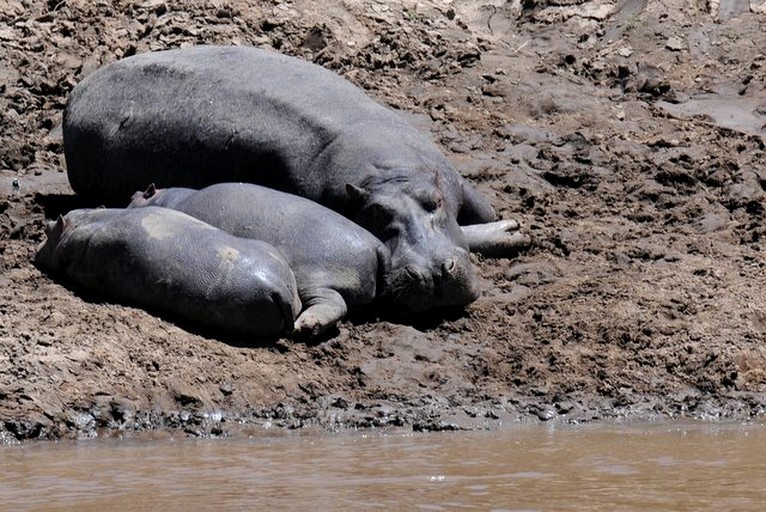 Safari Tents (Maasai Mara, Narok, Kenya)