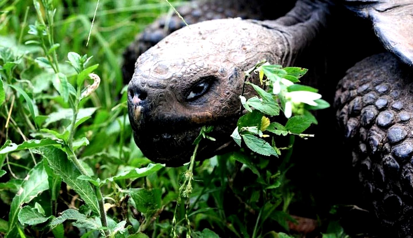 Luxury Safari Tents Tucked in Santa Cruz Island, Galapagos, Ecuador