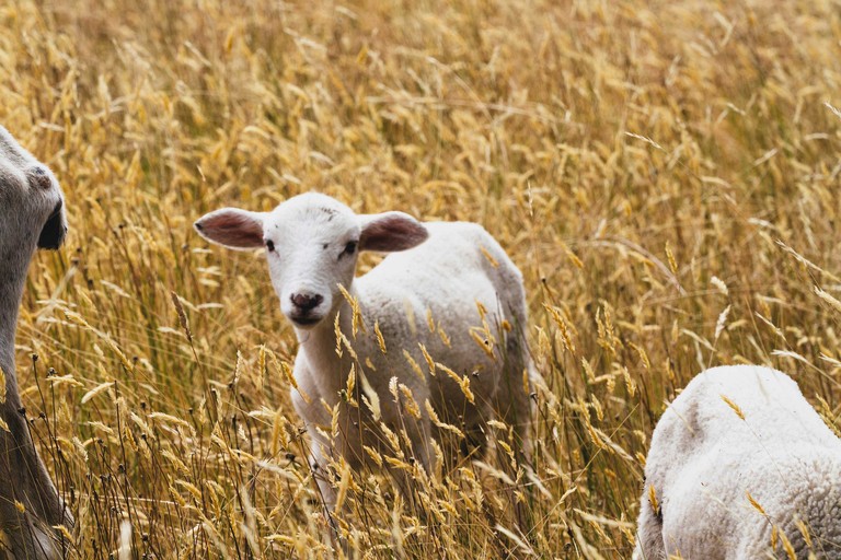 Vacation Rentals (Australia, Korweinguboora, Victoria)